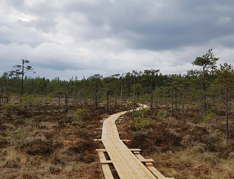 Spången över Mossen på Järnsjöleden, ringlar sig fram mellan de krokiga tallarna